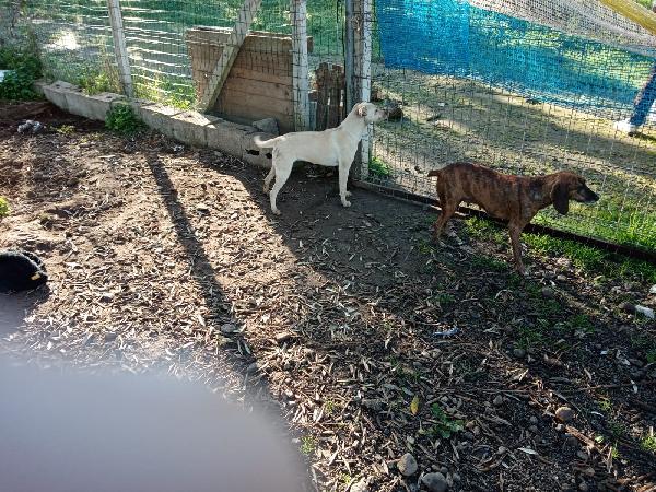 Terry tenera cagnolina taglia medio piccola cerca casa  Foto 7